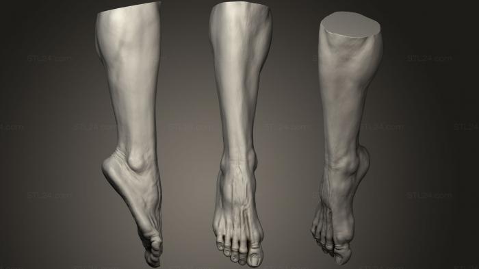 Анатомия скелеты и черепа (Мужская нога 10, ANTM_0788) 3D модель для ЧПУ станка